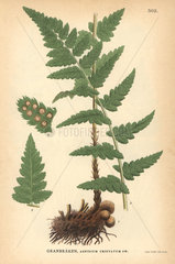 Crested wood fern  Dryopteris cristata