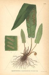 Hart's tongue fern  Asplenium scolopendrium