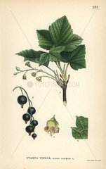 Blackcurrant  Ribes nigrum