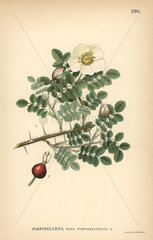 Burnet rose  Rosa pimpinellifolia