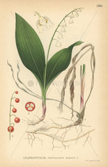 Lily of the valley  Convallaria majalis