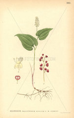 May lily  Maianthemum bifolium