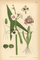 Arrowhead  Sagittaria sagittifolia