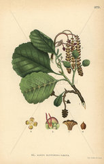 Black alder  Alnus glutinosa