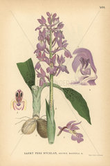Early purple orchid  Orchis mascula