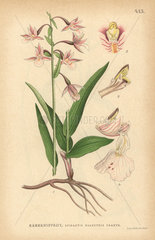 Marsh helleborine  Epipactis palustris