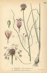 Field garlic  Allium oleraceum  and wild garlic  Allium vineale
