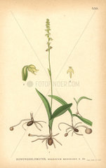 Musk orchid  Herminium monorchis