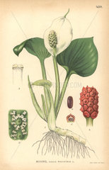 Bog arum  Calla palustris