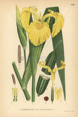 Pale yellow iris or flag  Iris pseudacorus