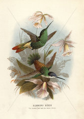 Golden-tailed sapphire hummingbird and red-billed azurecrown