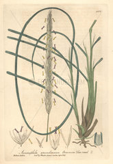 Common sea reed  Ammophila arundinacea
