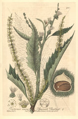 Spanish chestnut  Castanea vesca