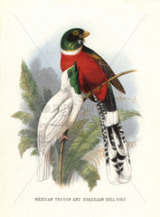 Mountain trogon and bare-throated bellbird (vulnerable)