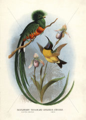 Resplendent quetzal (near threatened) and purple-rumped sunbird