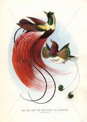 Red bird-of-paradise (near threatened) and king bird-of-paradise
