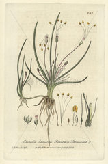 Plantain shoreweed  Littorella lacustris