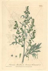 Common wormwood  Artemisia absinthium