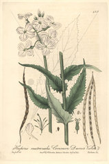 Common dame's violet  Hesperis matronalis