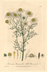 Wild chamomile  Matricaria chamomilla