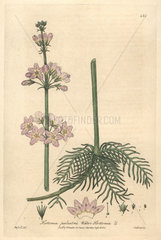 Water violet  Hottonia palustris