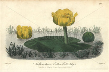 Yellow waterlily  Nuphar lutea