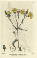 Hawk-weed picris  Picris hieracioides