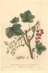 Common red currant  Ribes rubrum