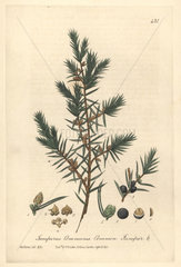 Common juniper  Juniperus communis
