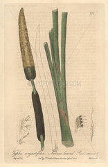 Narrow-leaved reed mace  Typha angustifolia