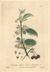 Common cotoneaster  Cotoneaster vulgaris
