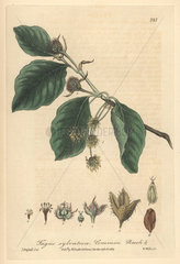 Common beech tree  Fagus sylvatica