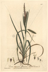 Glaucous heath carex  Carex recurva