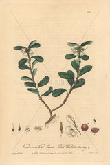 Red whortle-berry  Vaccinium vitis idaea