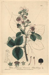 Common blackberry  Rubus fruticosus
