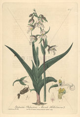 Marsh helleborine  Epipactis palustris