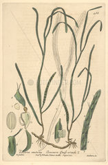 Common grass-wrack  Zostera marina