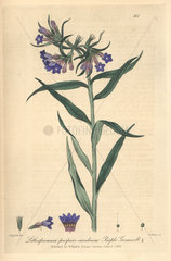 Purple gromwell  Lithospermum purpuro-coeruleum