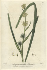 Bur-seed  Sparganium simplex
