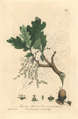 Common oak tree  Quercus robur