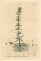Whorled water-milfoil  Myriophyllum verticillatum