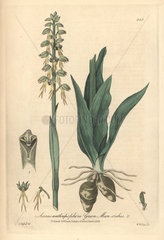 Green man orchis  Aceras anthropophora