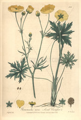 Acrid crowfoot  Ranunculus acris