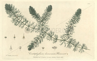 Hornwort  Ceratophyllum demersum