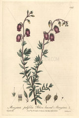 St. Daboec's heath  Menziesia polifolia