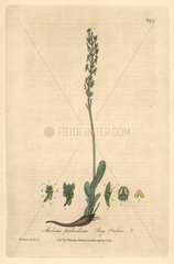 Bog orchis  Malaxis paludosa