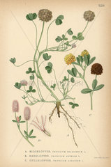 Strawberry clover  Trifolium fragiferum  hare's foot clover  Trifolium arvense  and large hop trefoil  Trifolium agrarium