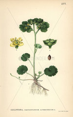 Alternate-leaved golden saxifrage  Chrysosplenium alternifolium
