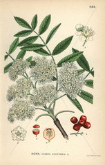 European rowan or mountain-ash  Sorbus aucuparia