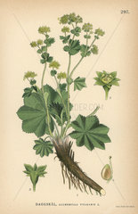 Lady's mantle  Alchemilla vulgaris